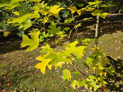 Liriodendron chinense